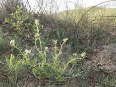 Cakile-euxina_стация